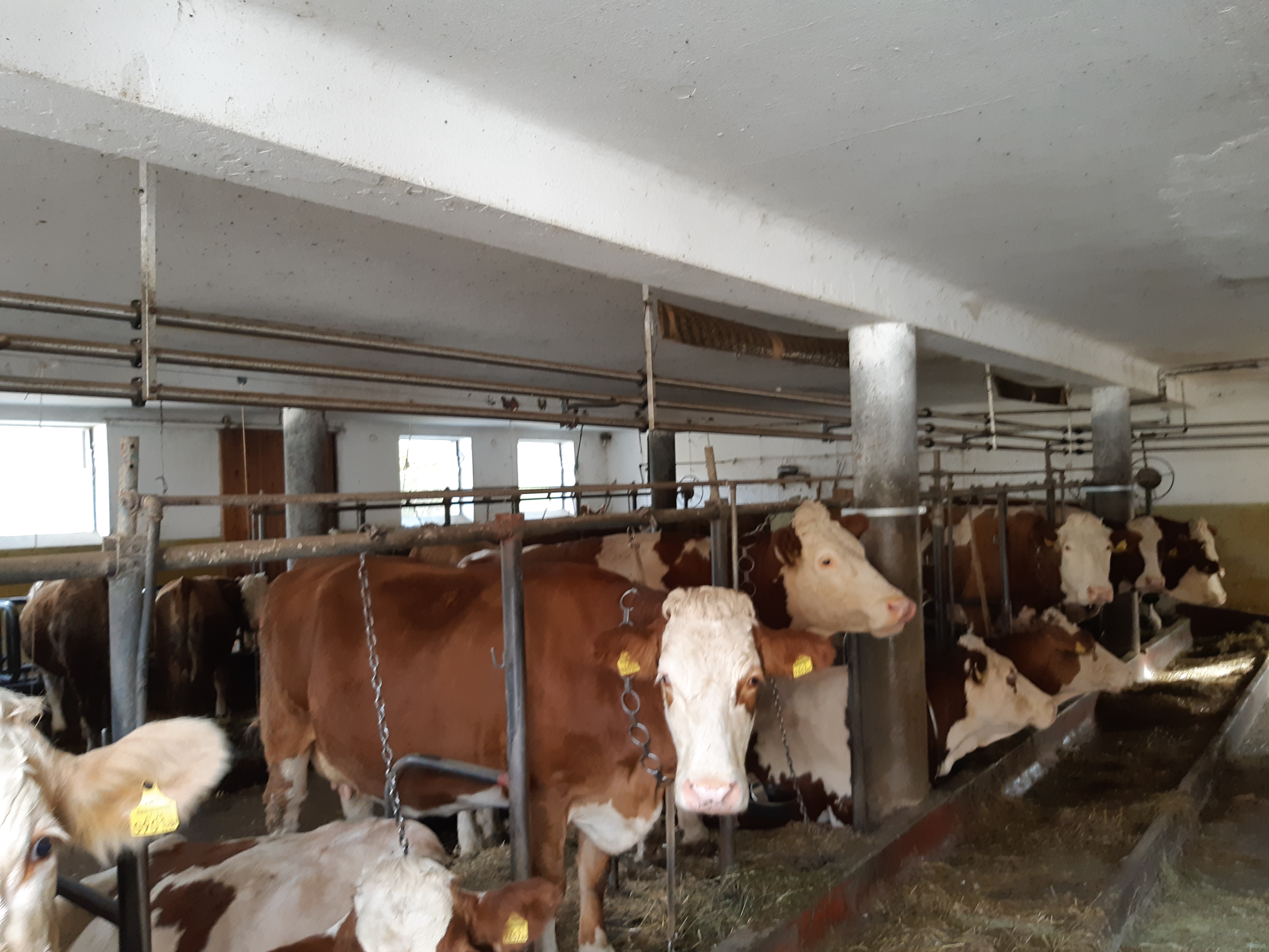 Landwirtschaftliche Gebäude - Magasépítés